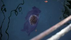 Un jabal� flotando en el puerto de Ribeira