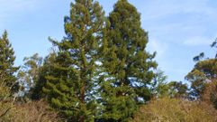 Gigantes entre los �rboles y sin apenas protecci�n en la comarca de Pontevedra