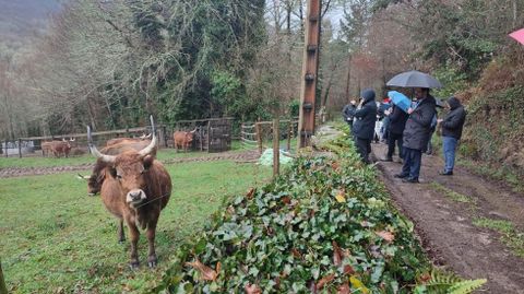 Un momento de la visita a la explotaci&oacute;n ecol&oacute;gica de raza cachena en Trascastro