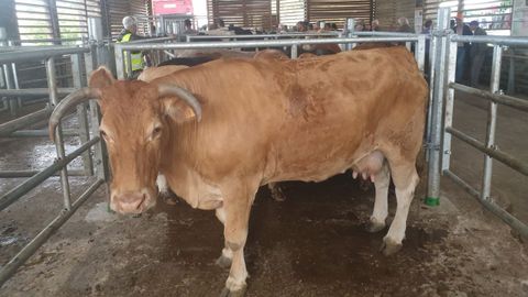 Animales reunidos este s&aacute;bado en Gont&aacute;n (Abad&iacute;n), adonde son llevados dos d&iacute;as al mes 