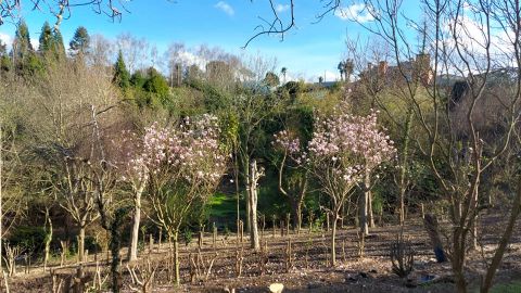 rboles florecidos del jardn de la Fonte Baixa, en Luarca