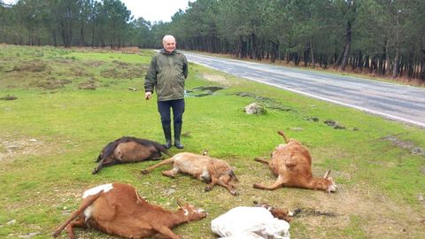 El ganadero Celestino Barreiro Giraldo con los animales fallecidos por ingerir supuestamente hortensias