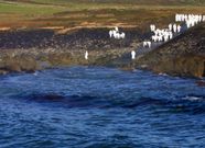 Touri��n en 2003, invadido por el fuel