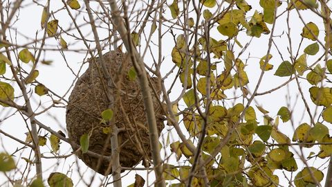 Muere un hombre por 25 picaduras de avispas velutinas