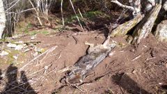 Lobo muerto enganchado a un lazo localizado por agentes de la BRIF Laza