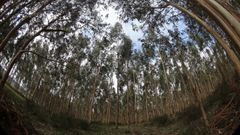 Plantaci�n de eucaliptos
