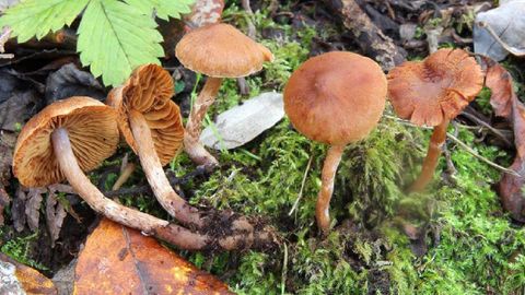 Ejemplares de �Cortinarius pseudofallax�, una de las numerosas especies de setas catalogadas en la sierra de O Courel
