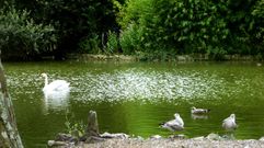 El estanque del Parque de Isabel la Cat�lica en Gij�n