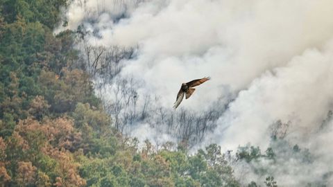 Un ave rapaz huye del fuego de Daga�a (Asturias), a 21 de agosto de 2025, en Anllarinos del Sil, Le�n, Castilla y Le�n (Espa�a