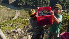 Vendimia en las vi�as de Regina Viarum, bodega que elabora un tinto de tempranillo