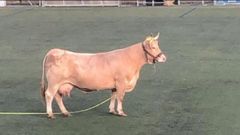 La vaca Chucha, este domingo, a su llegada al campo de A Ran, donde se celebr� un multitudinario sorteo.