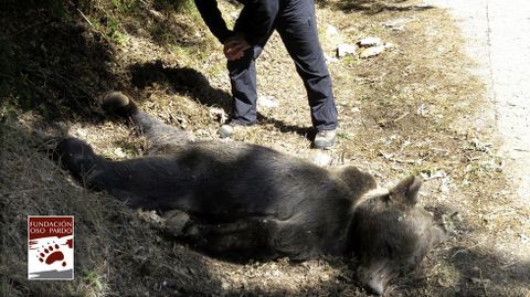 El oso muerto en Muniellos