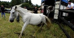 Los caballos para la rapa de Vimianzo llegaron el domingo por la tarde.