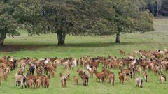 Reba�o de cabras de una explotaci�n del municipio de Gunt�n.