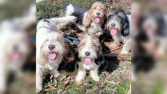 Imagen de los perros sustra�dos de su perrera en Isorna.