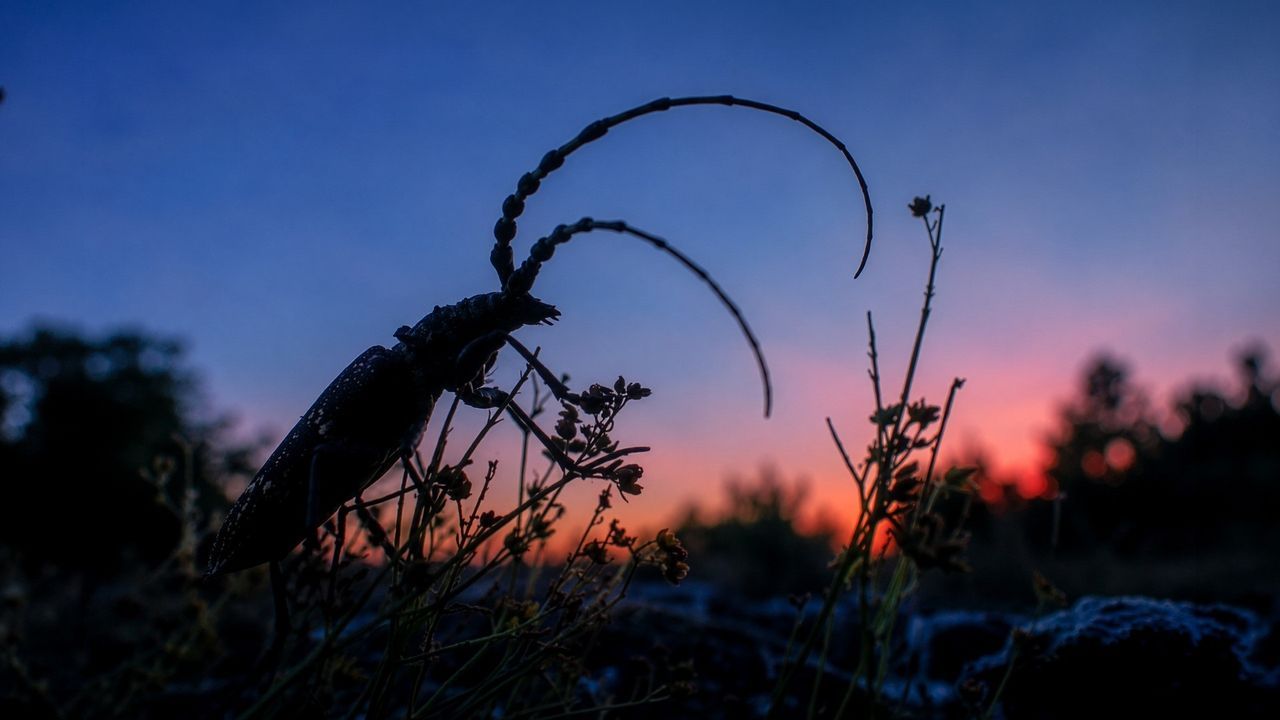 Científicos estudiarán cómo afecta el eclipse a los insectos crepusculares