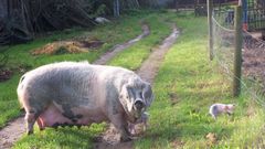 Una gocha asturcelta con dos cr�as