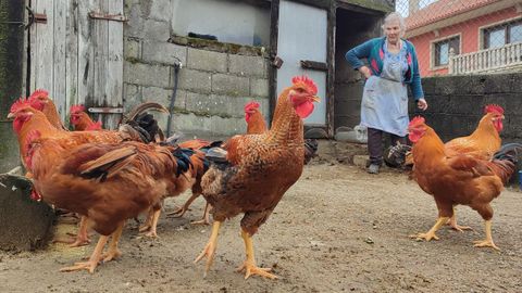 Esplendorosos ejemplares de gallos criados en un corral de Mazaricos.