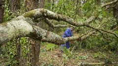 Un vecino de Vimianzo talando un �rbol