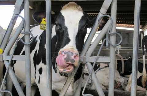 La sancin es de 27 cntimos por cada litro de leche por encima del permitido. 