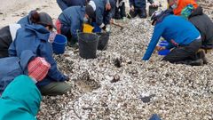 Recogida de marisco en Barra�a