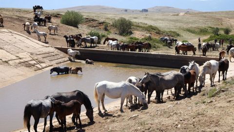 Los caballos salvajes de la meseta de Kruzi, en Bosnia y Herzegovina, beben agua tra�da por los residentes, ya que la prolongada sequ�a y las altas temperaturas han secado los abrevaderos naturales