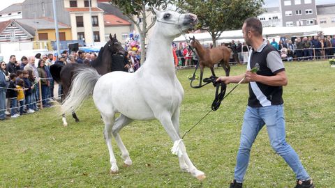 FERIA CABALLAR Y MAQUINARIA AGRICOLA EN SAN MARCOS