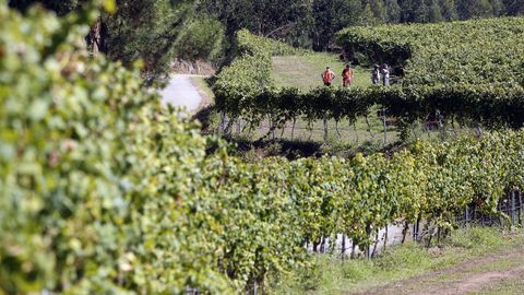 Arranca la vendimia en Arousa