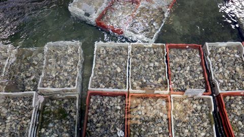 En una imagen de archivo, almeja en una depuradora de la r�a.