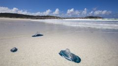 Reaparecen las�medusas velero por la Costa da Morte