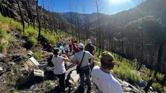 Participantes en el recorrido organizado por el geoparque Montaas do Courel ante un pinar quemado en el valle del Lor, entre las aldeas de Froxn y Vilar