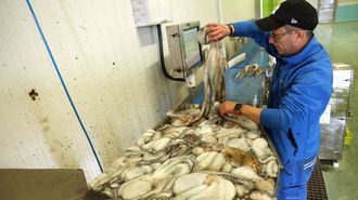 Clasificando�pulpos por pesos en la lonja de Ribeira a finales de febrero del 2025.