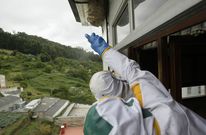 Las avispas asi�ticas siguen campando a sus anchas por pueblos y montes de A Mari�a. 