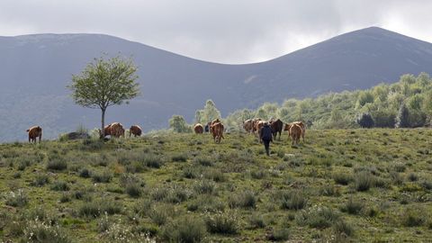 En Piornedo (Cervantes) el mantenimiento de actividades tradicionales incluye trashumancia