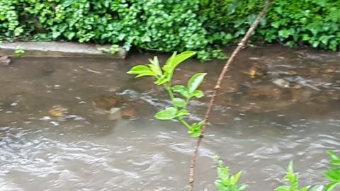 Vertido de aguas residuales en el río Arlós