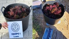 Oricios capturados de forma furtiva en Colunga