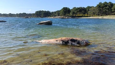 V�deo ballena en la r�a de Arousa