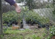 Los ladrones entraron por el hueco habilitado en la valla que cierra la finca. 