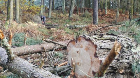 Tala de �rboles en una imagen de archivo