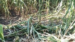Da�os en una plantaci�n de ma�z producidos por el jabal� 