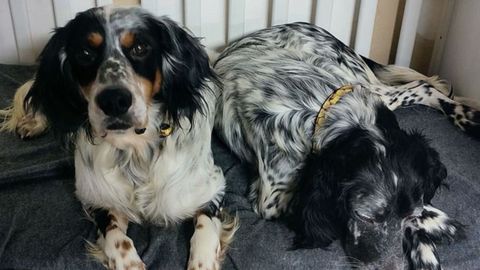 Perros acogidos por la asociaci�n �Acaricia con el alma�