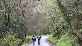 Bosque autctono en las Fragas do Eume