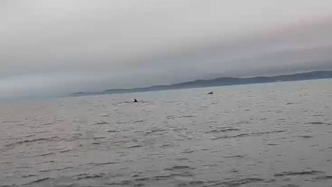 Avistan dos ballenas en la costa de Cai�n