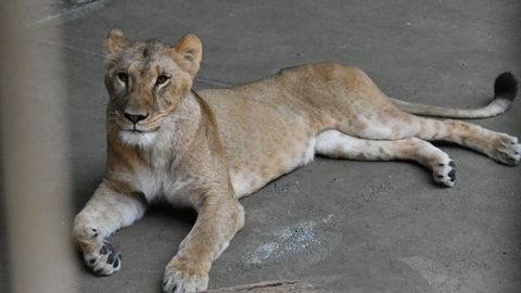 Mugi, una de las leonas fallecidas en el Parque Zool�gico de Tama, a las afueras de Tokio