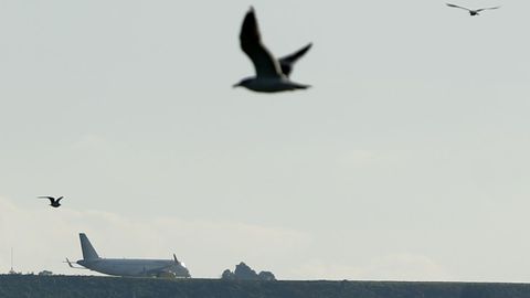 Imagen de archivo de gaviotas en la zona de la pista de Peinador