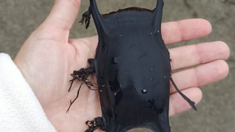 Foto de un huevo de raya mosaico (raja undulata), gracias a los cuales, al poder demostrar la reproducci�n de esta especie, se pudo declarar la ISRA asturiana