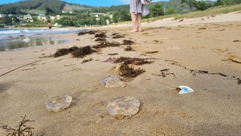 Salpas en Area, Viveiro