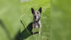 Iris, una perra de raza Pastor Belga, se escap� de su casa en Lugo para volver con sus excompa�eros de la Polic�a Nacional.