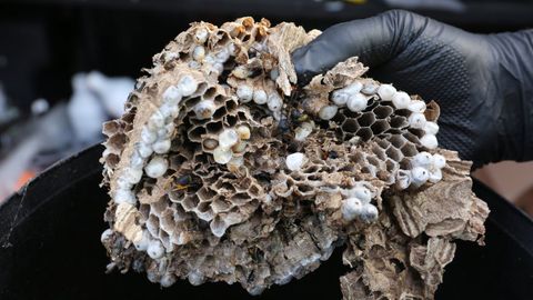 Imagen del interior de un nido de velutina