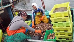 Las volandeiras que se venden en Galicia proceden en su mayor parte de la Ra de Arousa y cuentan con todas las garantas sanitarias para el consumo